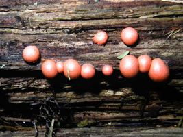 Lycogala epidendron, actively growing fruiting bodies.